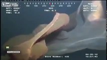 A strange marine creature filmed at 1500 m depth