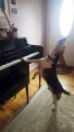 Ce chien chante et joue du piano... Adorable