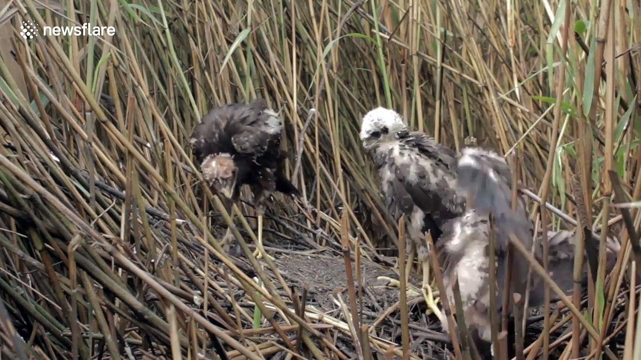 Young bird of prey launches a perfect 'kung-fu' kick