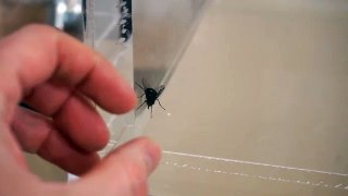 What Happens When You Put A Spider And A Fly In A Vacuum Chamber  Will They Survive (360p)
