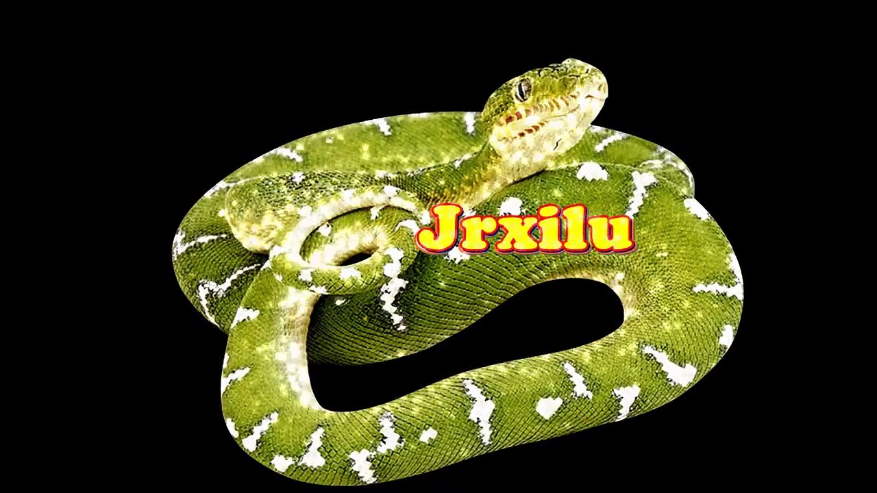 Top Ataques de animais selvagens, Batalha de animais selvagens, Batalha animal, curiosidade animal,  Animais selvagens,