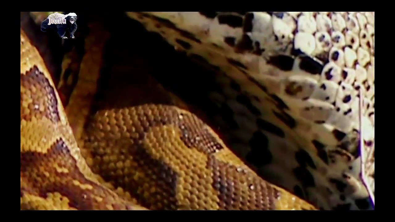 Incríveis Ataques de animais selvagens, Batalha de animais selvagens, Batalha animal, curiosidade animal,  Animais selva