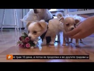 BACKSTAGE NA EDNA POINAKVA SVADBENA VESELBA