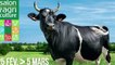Fine vache Bretonne Pie-Noir et égérie du Salon de l'agriculture