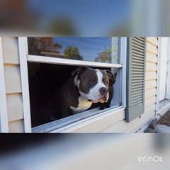 Pit Bull perfectly masters Mannequin Challenge