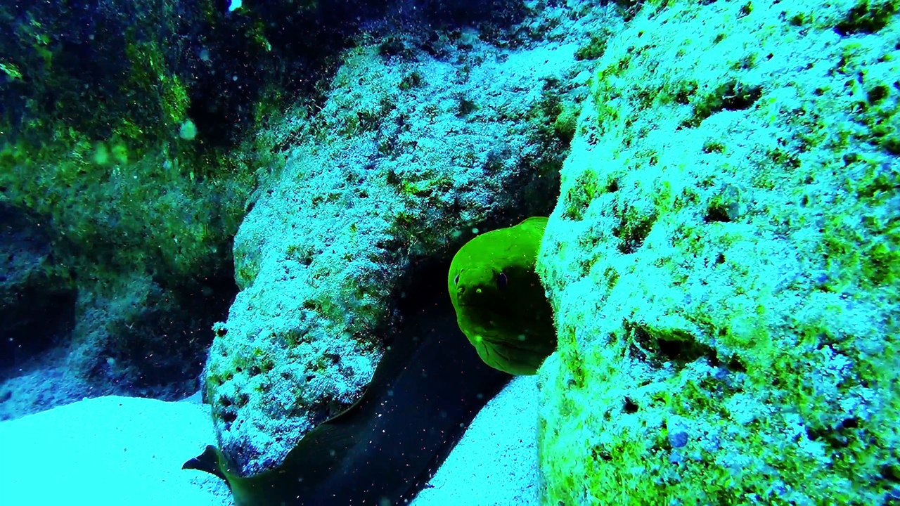Monstrous moray eel displays impressive teeth