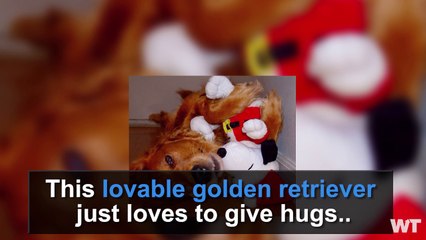 Golden Retriever HUGS Everyone!