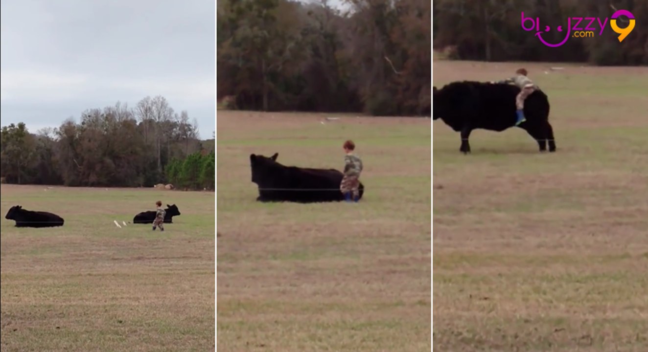 Pas de cheval ? Montez une vache ! Fail