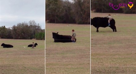 Pas de cheval ? Montez une vache ! Fail
