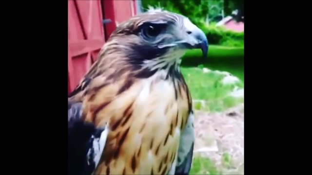 Cet aigle et cette chèvre ont échangé leur cri à la naissance... Incroyable