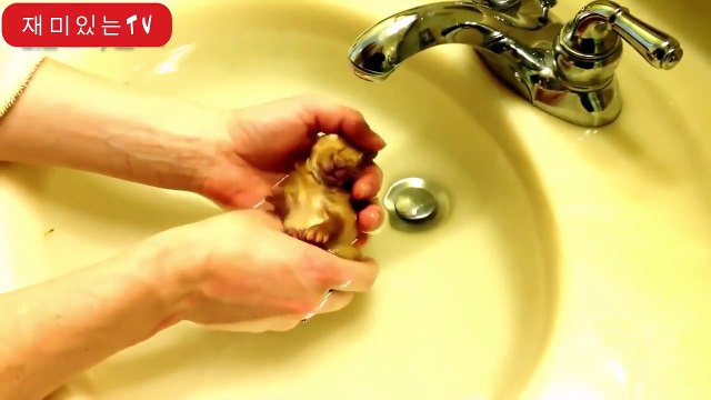 komik ve sevimli tavşan videoları derleme kısa vıdeosu