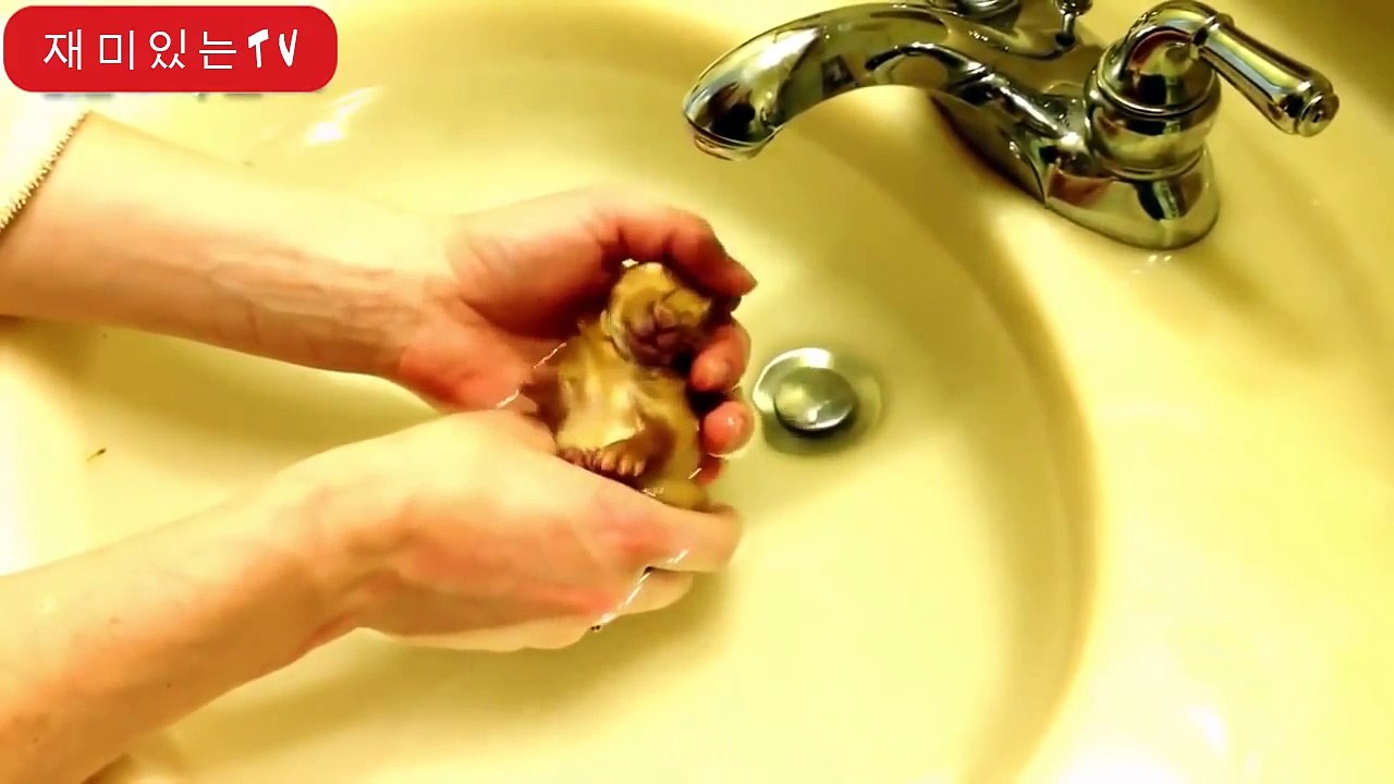 komik ve sevimli tavşan videoları derleme kısa vıdeosu