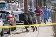 Holy cow! Runaway cow makes a break for it in Queens