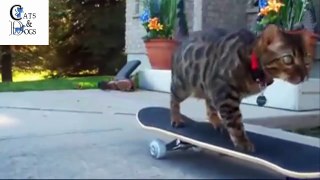 funny cats compilation 38