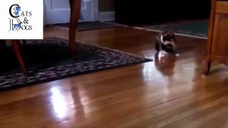 funny cats compilation 39