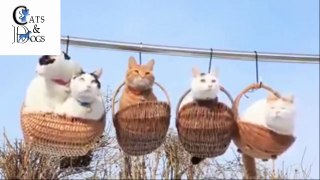 funny cats compilation 41