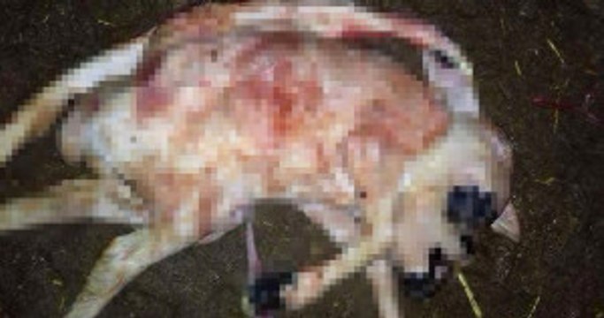 Çift Başlı, Çift Kuyruklu ve 6 Ayaklı Kuzu 2 Dakika Yaşayabildi