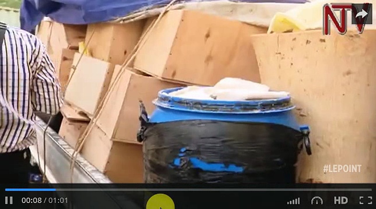 Le plus gros trafiquant de singes d'Afrique arrêté