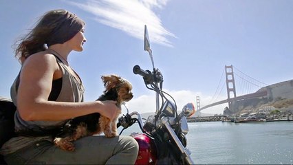 Photographer + Motorcycle + Dog = Epic Road Trip