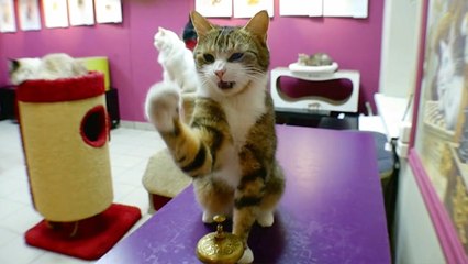 Lost Your Calculator? There's A 'Math Cat' For That