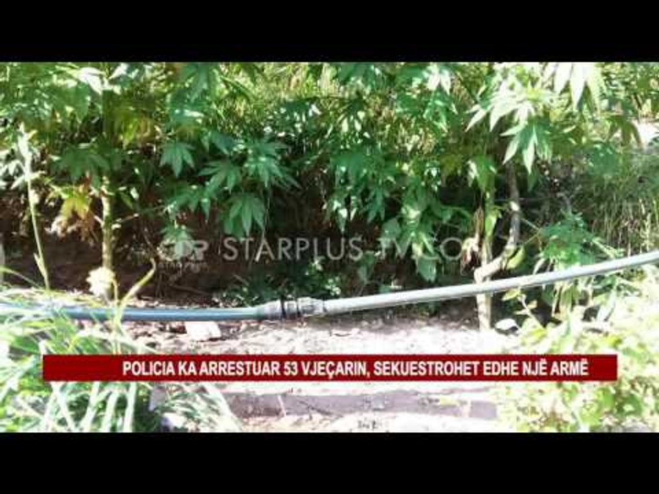VAU DEJËS, SEKUESTROHEN 415 RRËNJË KANABIS SATIVA