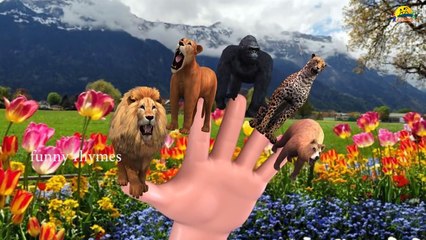 dinosaur Finger Family Nursery Children 3d English Rhymes | Animated Animals Collection