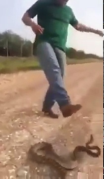 Não tem medo de cobra? Então veja este vídeo