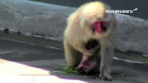 Mom loves poor baby monkey