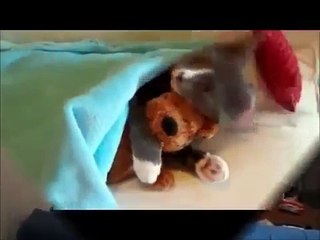 Những chú mèo ngộ nghĩnh nhất bạn nên biết