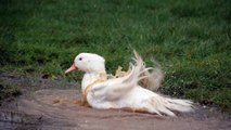 canard mulard faisant sa toilette the white duck