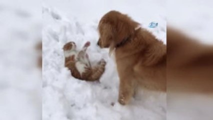 Artvin-Özel) Pascal ve Püskül'ün Dostluğu Görenleri Şaşırtıyor