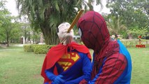 Batman VS Superman Spiderman Frozen Elsa Prank Joker Prank Videos Superheroes in Real Life