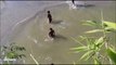 Amazing flip view | So cute stunts | Nice video | Must watch | HD