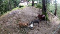Jack Russell Terrier vs PitBull American Staffordshire