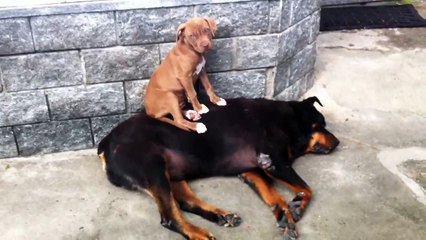 Pitbull Vs Rottweiler