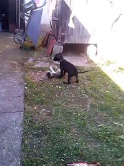 Dog Pitbull VS Cat