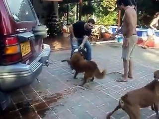 Pitbull vs Chao Chao