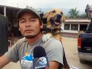 Motosiklet aşığı köpek