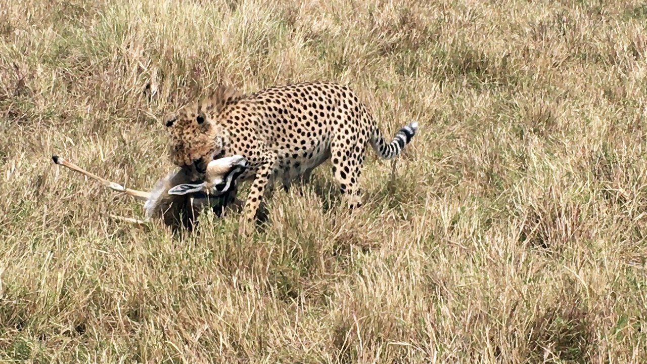 cheetah killing deer