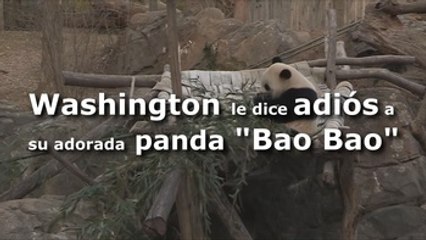 Washington le dice adiós a su adorada panda "Bao Bao"