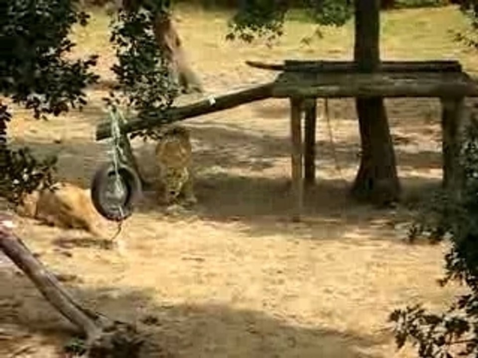 lions