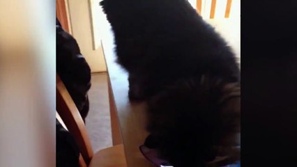 Ce chat a une sucette collée à son derrière... le pauvre