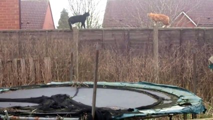 Combat de chat qui fini mal pour les 2