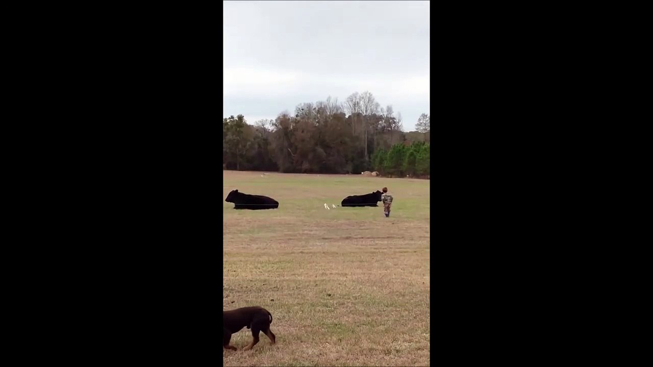 T'as pas de cheval, monte sur une vache... FAIL