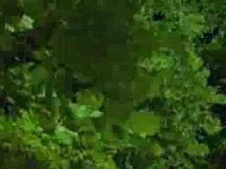 Florida Video Production and Animation -