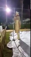 apni shadi ma azan subhan allah