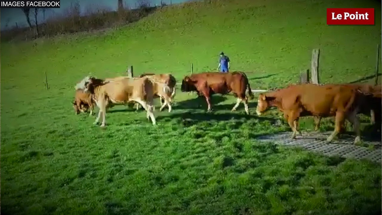 L’intelligence des animaux d’élevage #2 : la vache