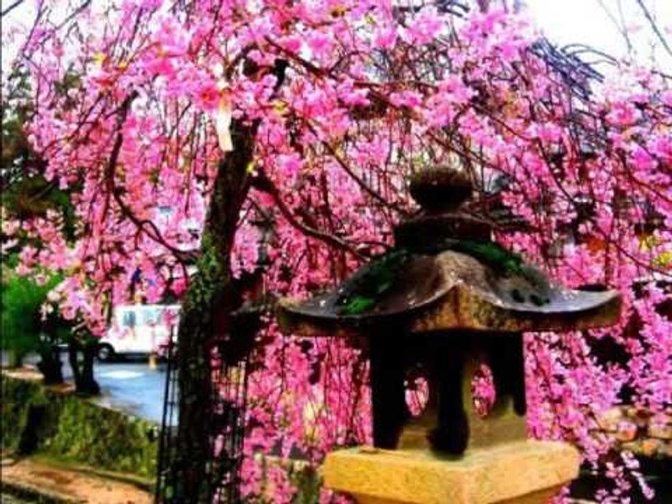 Japanese Dream
