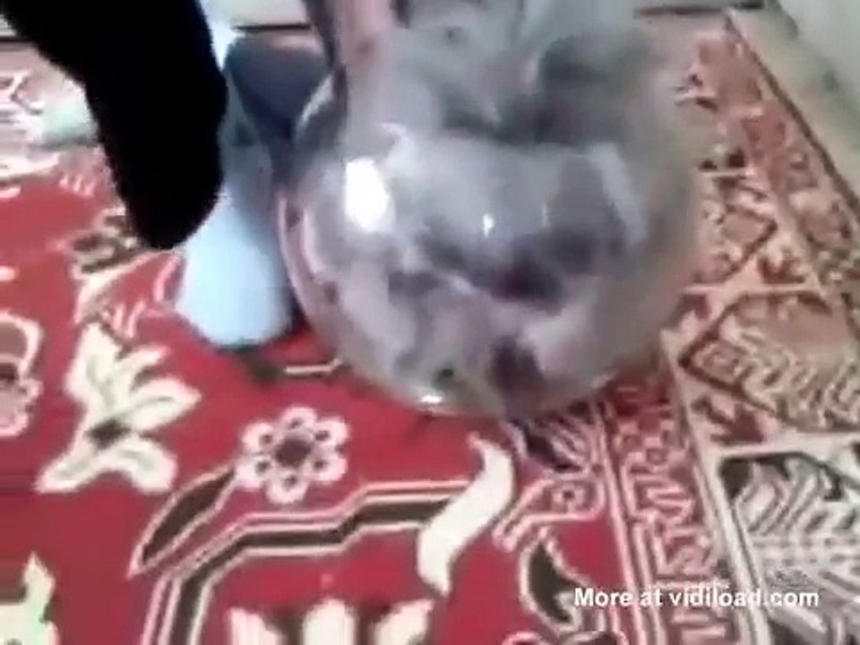 Sie versuchte ihre Katze zu "retten", die im Fischglas gefangen war, aber dann ... Schau es dir bis zum Schluss an!