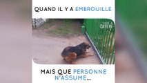 Le ton monte entre ces chiens, et au moment où on pense que la bagarre va se déclencher...